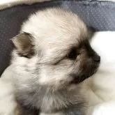 ポメラニアン【長崎県・男の子・2025年10月5日・クリーム】の写真6