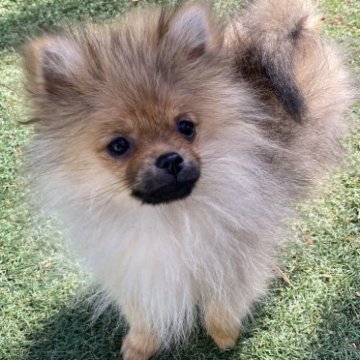 ポメラニアン【長崎県・男の子・2022年12月30日・オレンジセーブル】の写真「おっとりしてる男の子👌なんにでも興味深々です🥹」