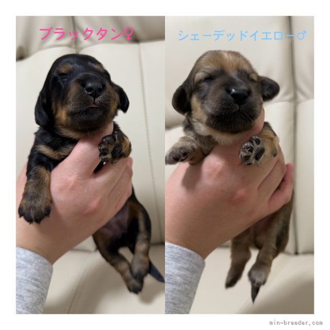 磯川美月ブリーダーのブログ：💛募集予定💛