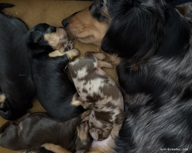 磯川美月ブリーダーのブログ：🩷ミニチュアダックス生まれました🩷