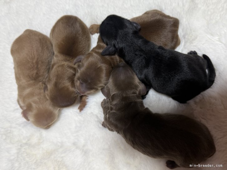 磯川美月ブリーダーのブログ：🧡ミニチュアダックス生まれました🧡