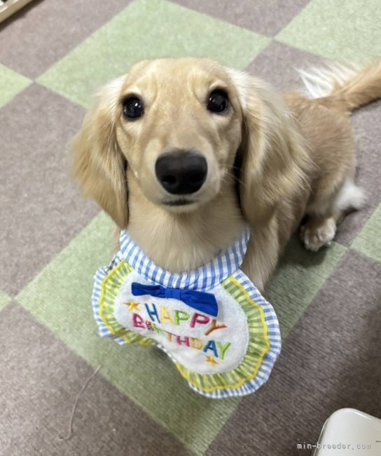 磯川美月ブリーダーのブログ：💝お誕生日お便り💝