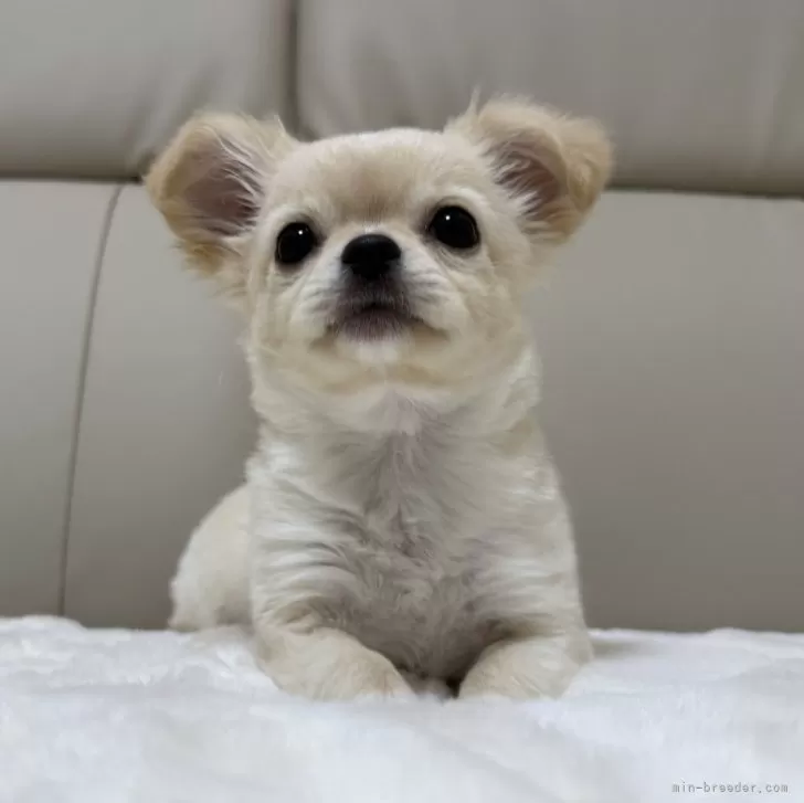 Y.M 様のお迎えした子犬