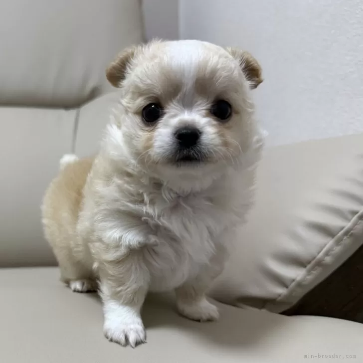 チワワ(ロング)【栃木県・男の子・2025年9月29日・クリーム&amp;ホワイト】の写真1