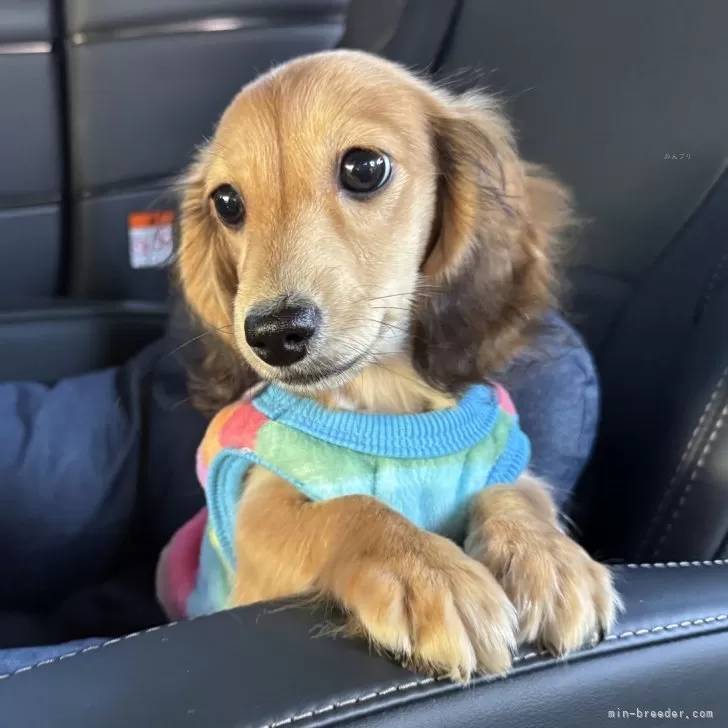 K.N 様のお迎えした子犬