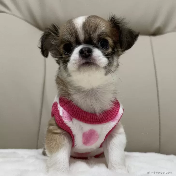 ID：2501-00362の子犬