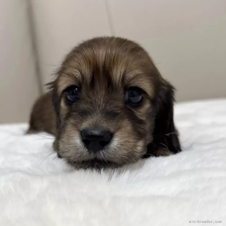k.s 様のお迎えした子犬