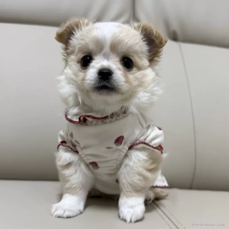 チワワ(ロング)【栃木県・男の子・2025年9月29日・クリーム&amp;ホワイト】の写真1「爆毛もふもふ君🧸♥️」