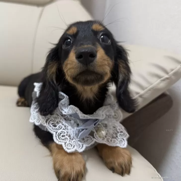 ID：2502-06316の子犬