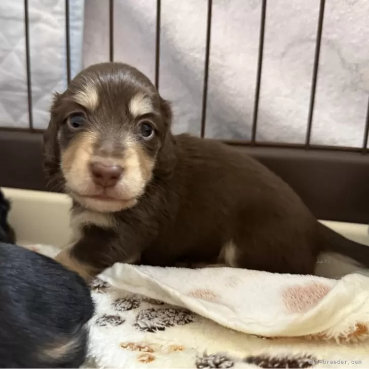 ID：2509-04660の子犬