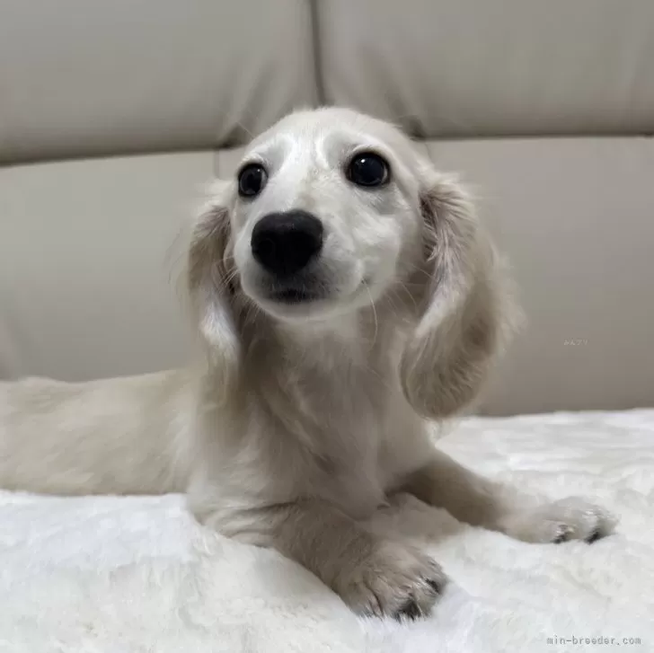 M.A 様のお迎えした子犬