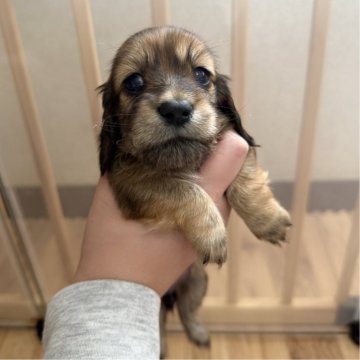 ミニチュアダックスフンド(ロング)【栃木県・女の子・2025年5月2日・レッド】の写真「🩷アイラインバッチリの美人さん🩷」