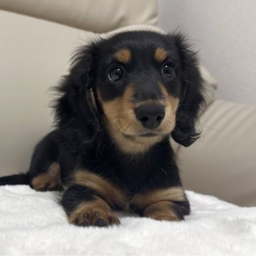 ミニチュアダックスフンド(ロング)【栃木県・女の子・2025年8月30日・ブラックタン】の写真「🩷マズルの短い可愛い女の子🩷両親PRAクリア✨」