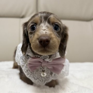 ミニチュアダックスフンド(ロング)【栃木県・女の子・2025年11月1日・チョコダップル】の写真「♡唯一無二♡父カニンヘンチャンピオン👑」