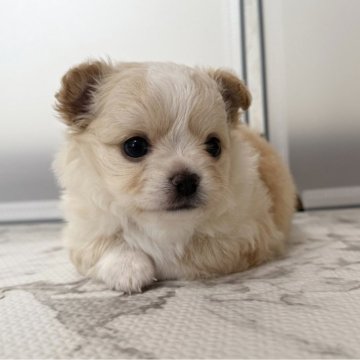 チワワ(ロング)【栃木県・男の子・2025年9月29日・クリーム&ホワイト】の写真「🩷もこもこふわふわの可愛い男の子🩷」