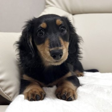 ミニチュアダックスフンド(ロング)【栃木県・女の子・2025年8月30日・ブラックタン】の写真「ひとり立ちが出来ている子です♡両親PRAクリア✨」