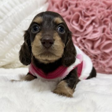ミニチュアダックスフンド(ロング)【栃木県・女の子・2025年11月1日・チョコタン】の写真「🩷小ぶりの女の子🩷父カニンヘンチャンピオン🤴」