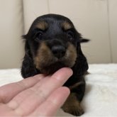 ミニチュアダックスフンド(ロング)