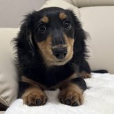 ミニチュアダックスフンド(ロング)