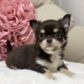 チワワ(ロング)