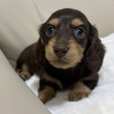 ミニチュアダックスフンド(ロング)