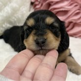 ミニチュアダックスフンド(ロング)