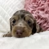 ミニチュアダックスフンド(ロング)【栃木県・女の子・2025年11月1日・チョコダップル】の写真1「🩷開眼しました🩷」