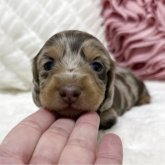 ミニチュアダックスフンド(ロング)