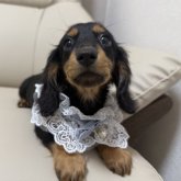 ミニチュアダックスフンド(ロング)