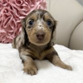 ミニチュアダックスフンド(ロング)