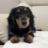 ミニチュアダックスフンド(ロング)