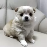 チワワ(ロング)【栃木県・男の子・2025年9月29日・クリーム&ホワイト】の写真2