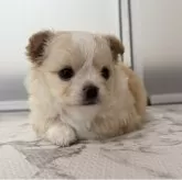 チワワ(ロング)【栃木県・男の子・2025年9月29日・クリーム&ホワイト】の写真4