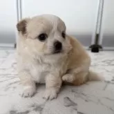 チワワ(ロング)【栃木県・男の子・2025年9月29日・クリーム&ホワイト】の写真5