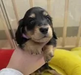 ミニチュアダックスフンド(ロング)【栃木県・男の子・2025年2月1日・ブラック&イエロー(クリーム)】の写真5