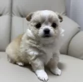 チワワ(ロング)【栃木県・男の子・2025年9月29日・クリーム&ホワイト】の写真6