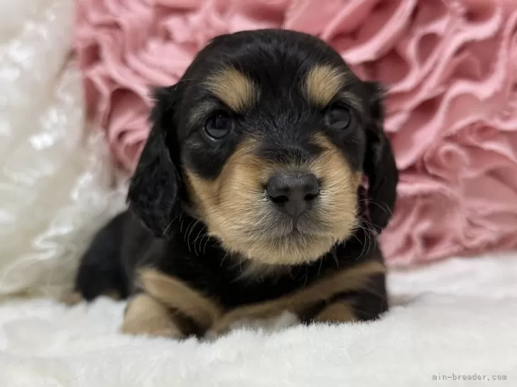 ミニチュアダックスフンド(ロング)【栃木県・男の子・2025年11月1日