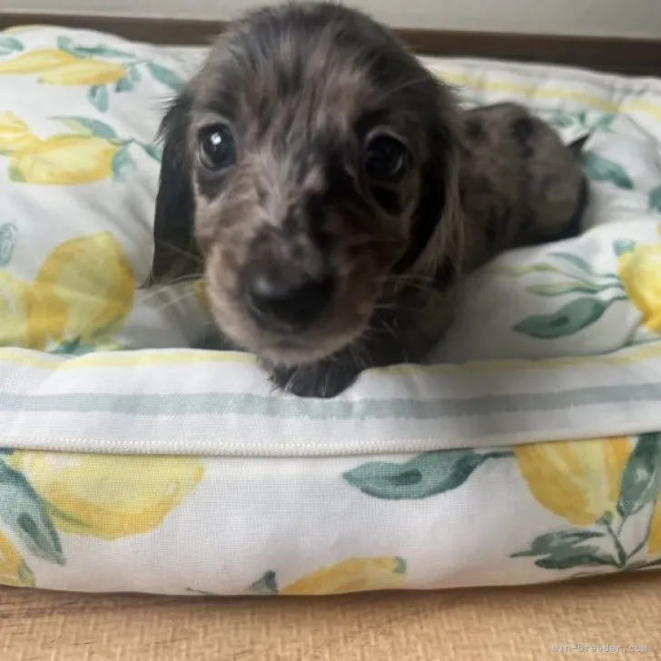 ID:2309-01129の子犬