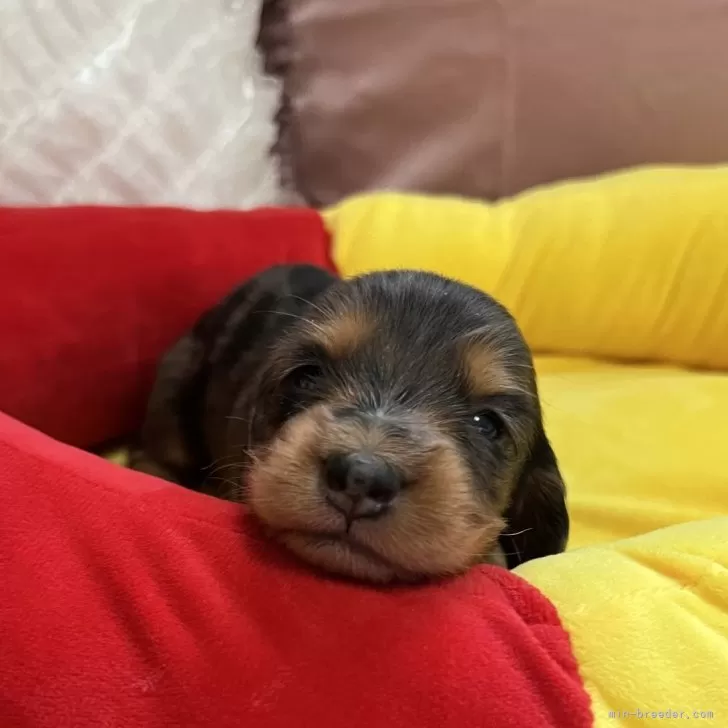 ID:2403-03309の子犬