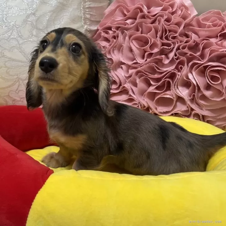 ID:2403-06572の子犬