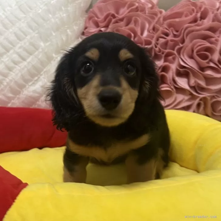 ID：2404-02846の子犬