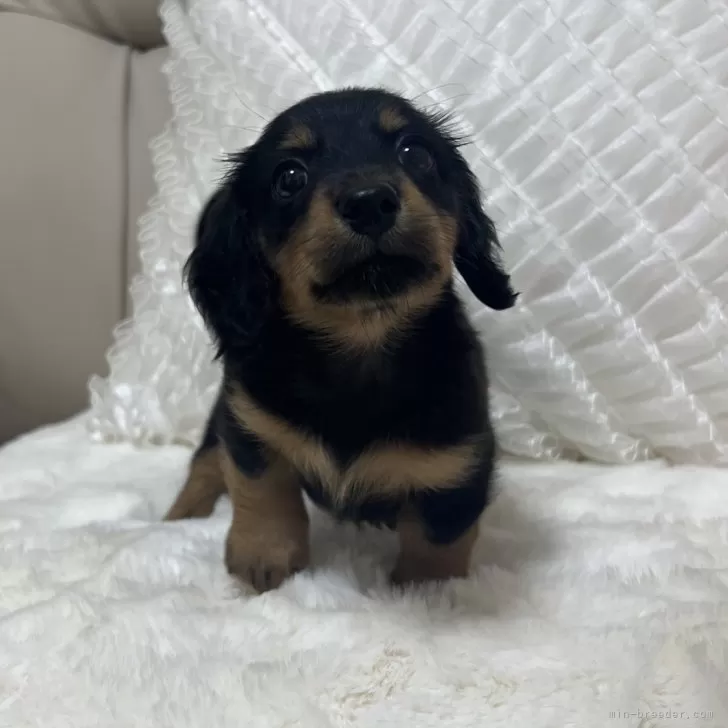 J.M 様のお迎えした子犬
