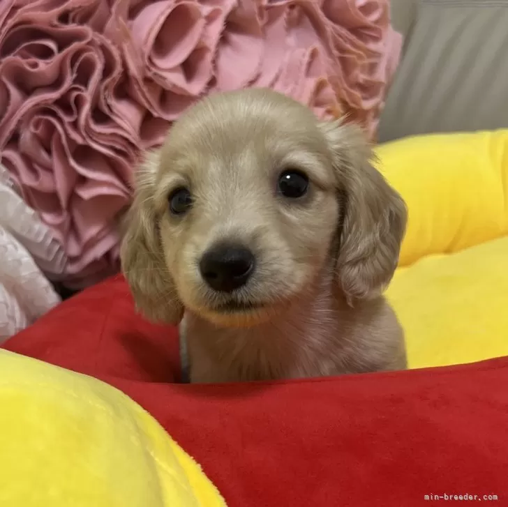 ID：2409-00288の子犬