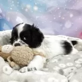 アメリカンコッカースパニエル【埼玉県・女の子・2025年11月18日・ブラック&ホワイト】の写真2