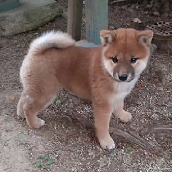 ID：2412-01937の子犬