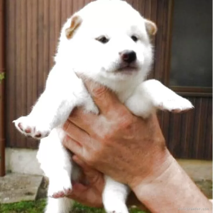 柴犬(標準サイズ)【島根県・男の子・2025年8月22日・白】の写真1「奇麗な眼をしています。」