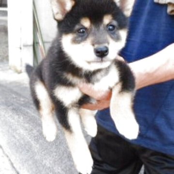 柴犬(標準サイズ)【島根県・女の子・2025年8月22日・黒】の写真「毛色が奇麗で小ぶり。とても可愛い仔です。」