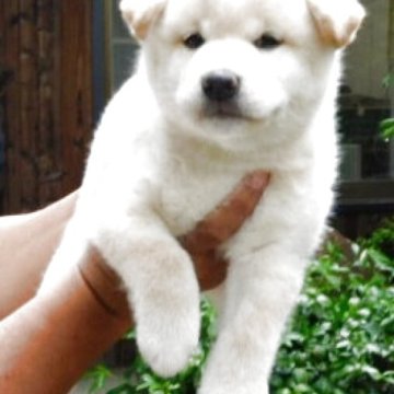 柴犬(標準サイズ)【島根県・男の子・2025年8月22日・白】の写真「発育良好元気一杯」