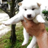 柴犬(標準サイズ)