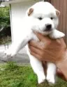 柴犬(標準サイズ)【島根県・男の子・2025年8月22日・白】の写真2